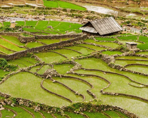 vietnam-rice-plantations
